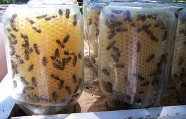 Man Uses Homemade Beehive To Save The Bees And It's Amazing