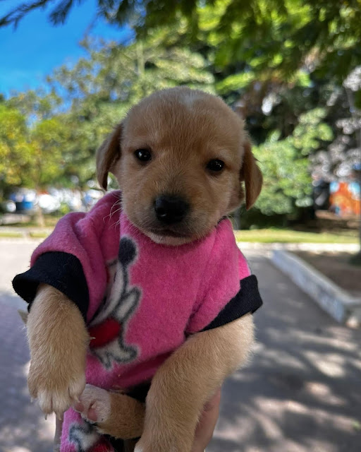 Todos os pets que estavam na Feira de Adoção do CCZ hoje, foram adotados!