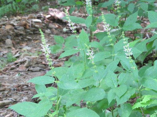 smooth hedge nettle