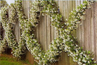 Willowbrook Park: Scented Terrace Garden