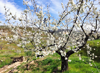 EL VALLE DEL JERTE SE PREPARA PARA LA PRIMAVERA 2024