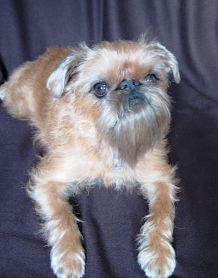 Brussels Griffon Dog Picture