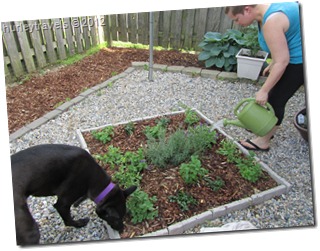 Krissy's herb garden.