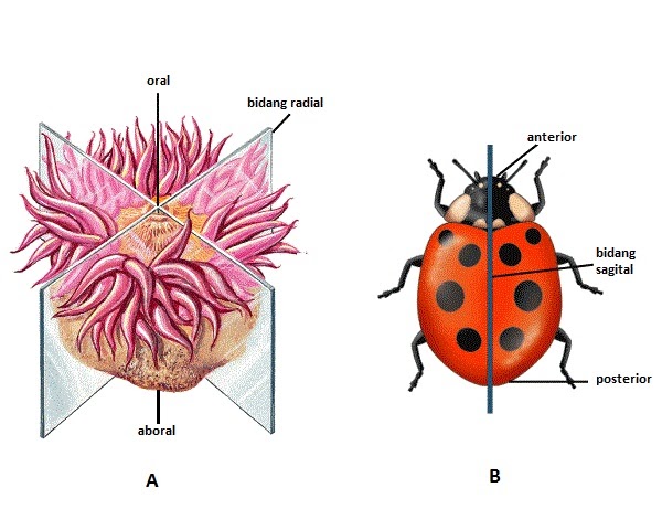 BELAJAR TERUS BIOLOGI KINGDOM ANIMALIA