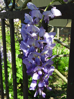 Gyönyörű lila akácot láttam az egyik kertben