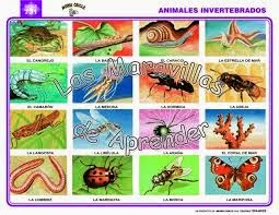 Vida Animal Animales Invertebrados