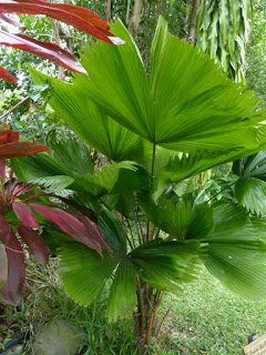 Palmier cuillère - Licuala grandis
