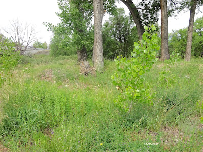 young cottonwood tree