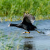 Common Coot