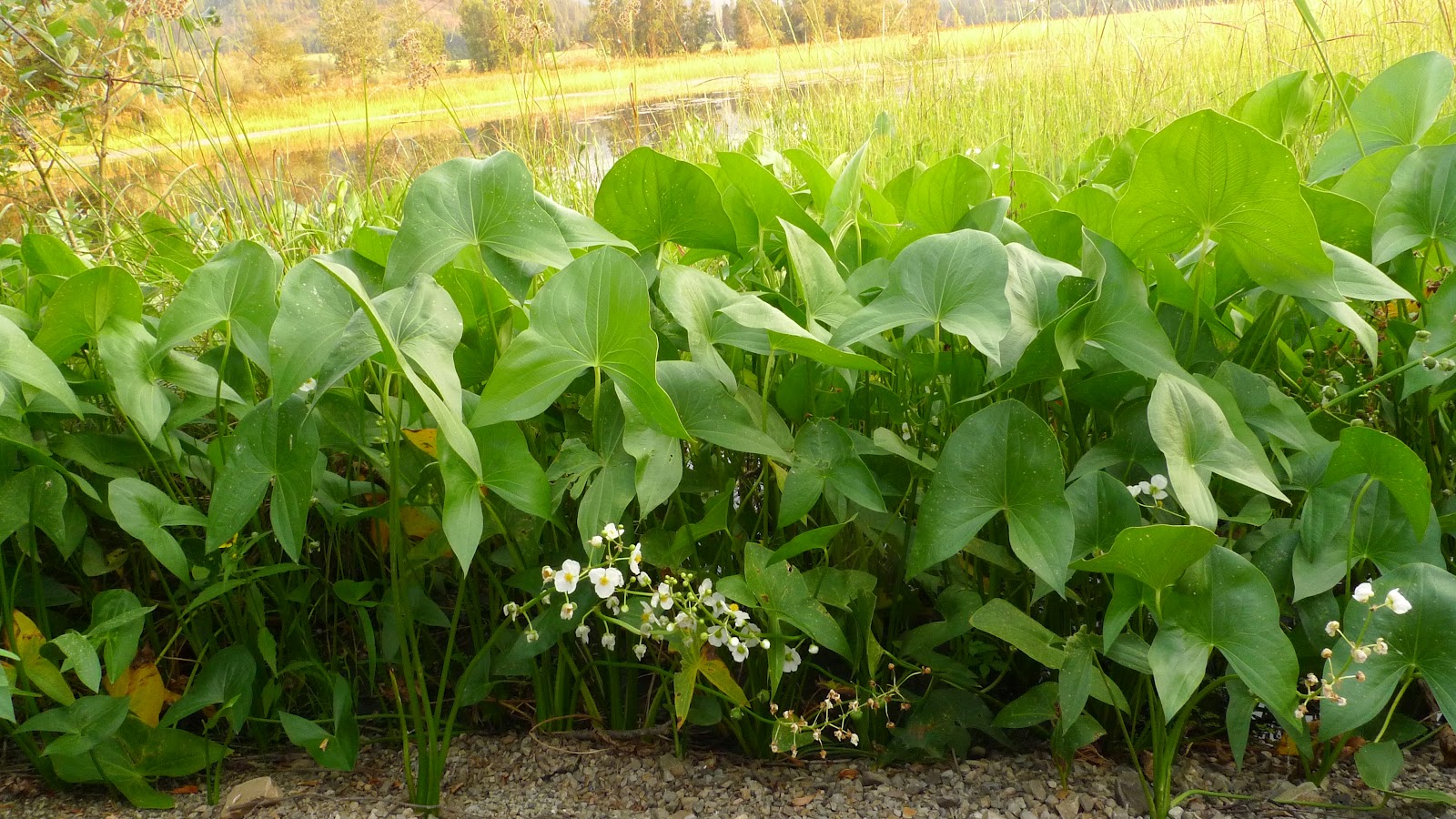 Image Result For Family Vegetable Garden