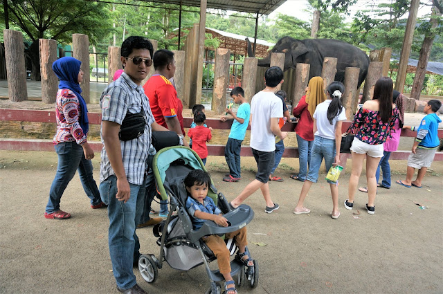 National Elephant Conservation Centre,Kuala Gandah: The Place For Rescued Orphaned Baby Elephants