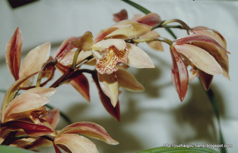 兰花 花:hua-09020112272902