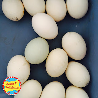 hatching duck eggs in a second grade classroom