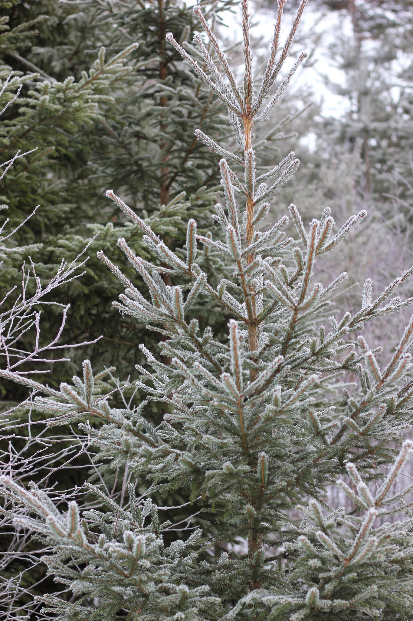 Gran med frost, Vinter