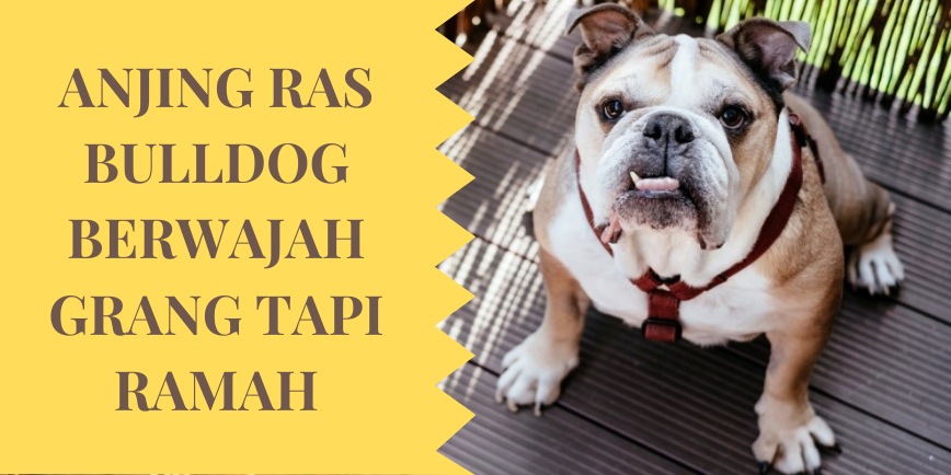 Anjing Ras Bulldog Yang Berwajah Garang Tapi Ramah