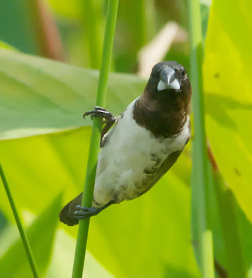 Javan or White-bellied Munia (Lonchura leucogastroides or L. leucogastra) 