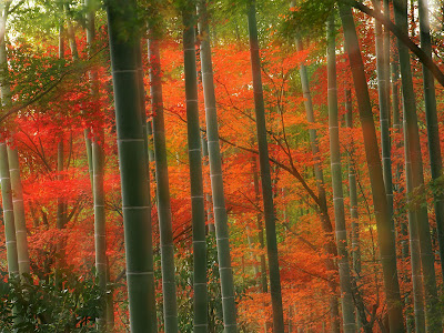 Bamboo Forest, Arashiyama Park, Kyoto, Japan 1600x1200