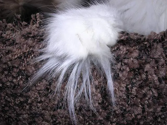 Maine Coon paw pad tufts of hair as per the breed standard