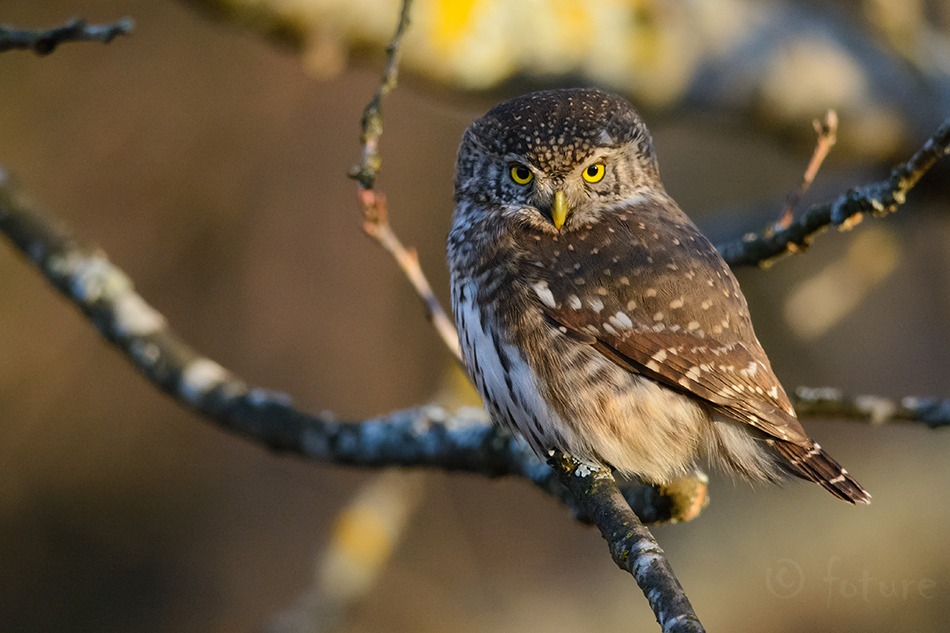 Värbkakk, Glaucidium passerinum, Eurasian Pygmy-owl, kakk, Owlet, Northern, Old World