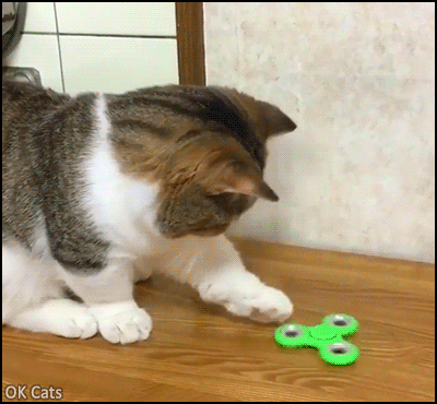 Funny Cat GIF • Funny cat playing with its new green fidget spinner [ok-cats.com]