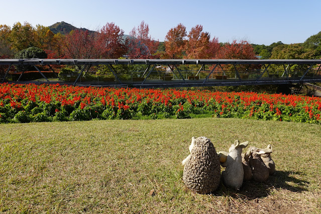 鳥取県西伯郡南部町鶴田　とっとり花回廊　花の丘　サルビア