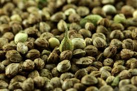 Indian Hemp Seeds
