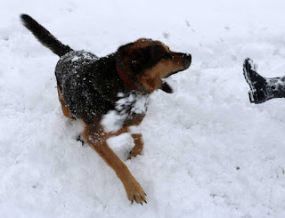 Rambo and A playing in the snow