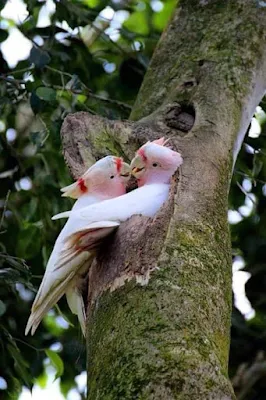 O amor está no ar e esses animais estão todos prontos para o dia dos namorados.