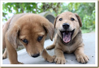 brown pups - 2