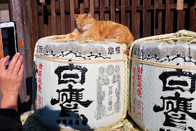 伊勢 おかげ横丁 おかげ猫 ネコ