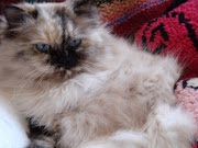 Cleo, still the cutest cat in Canada (she told me herself you know and cats . (dsc )