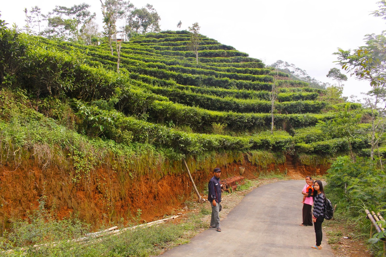 Kebun Teh Nglinggo Samigaluh Dengan Pemandangan Yang Indah