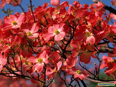 ramas-de-un-arbol-con-flores-rojas