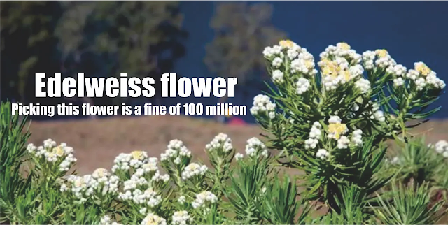 Edelweiss flower