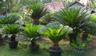 Soal Biologi : Tumbuhan (Plantae) dan Jawaban (50 Soal Pilgan)