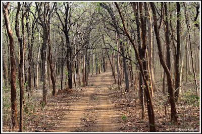 Jungle Route, Pauni