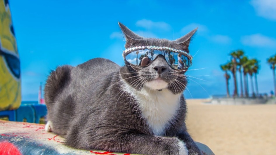 Kucing Bergaya Pakai Cermin Mata Jadi Trend Terbaru - Terbaru