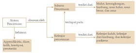 Sistem Pencernaan Pada Insan (Artikel Lengkap)