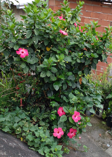 FLORES DE HIBISCO - Mas tem como seu grande inimigo as formigas cortadeiras.