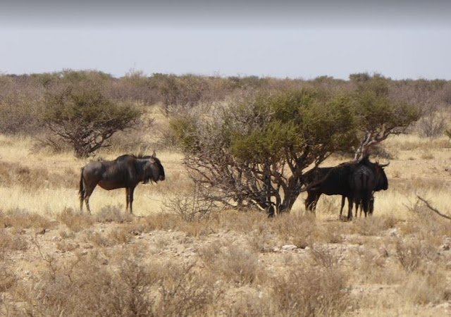 Blue wildebeest al Lapa Lange