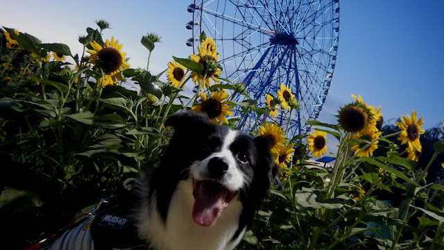 保護犬 ボーダーコリー トーマ 葛西臨海公園 花と光のムーブメント