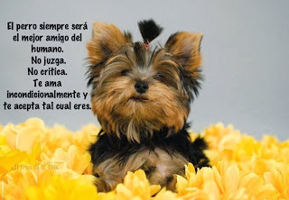 Imagenes bonitas de amor con frases 