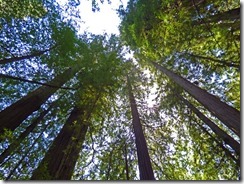 Henry Cowell Redwoods