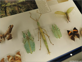 Camuflaje de los Insectos en el Insectarium de Montreal