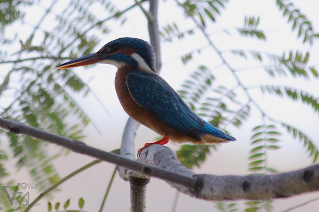 Common Kingfisher