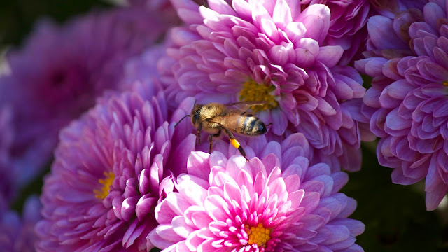 Bee Collects Nectar from Pink Flowers HD Wallpaper