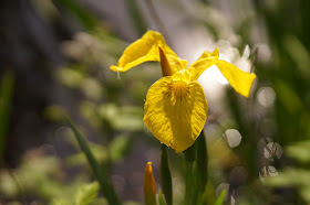 beautiful moments in the Norfolk countryside