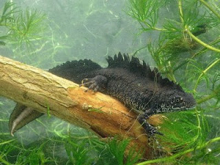 Male Great Crested Newt. Photo: James Grundy
