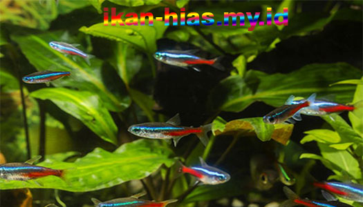 ikan neon Red Eye Tetra