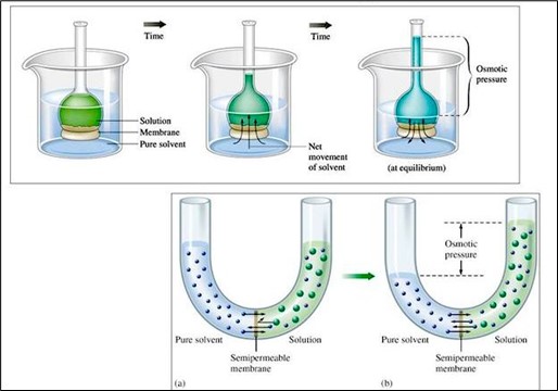 Osmotic pressure examples